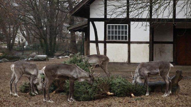 FOTO: Santapan Lezat Hewan dari Sisa Pohon Natal di Bonbin Berlin
