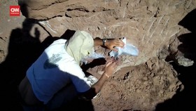 VIDEO: Arkeolog Temukan Fosil Dinosaurus Berusia 90 Juta Tahun