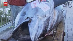 VIDEO: Tuna Sirip Biru Terjual Rp12 Miliar di Pelelangan Tokyo