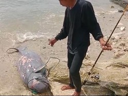 Pemancing Temukan Duyung Montok Terdampar di Pangandaran