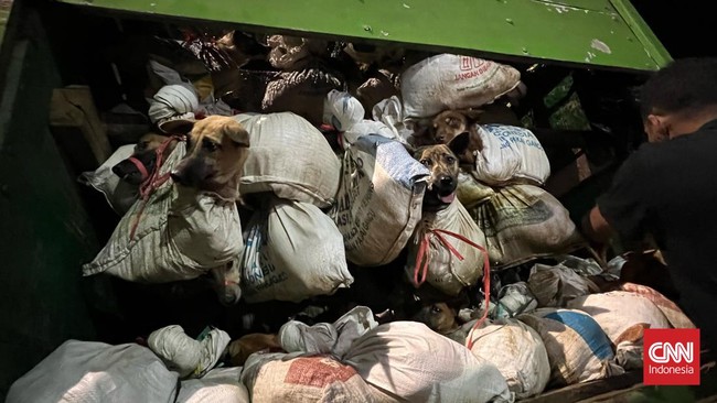 Salah satu tersangka Donal menyebut pihaknya rata-rata mengirim anjing sekitar 400 ekor ke Solo. Anjing yang dikirim itu dirinya dapat dari peternakan.