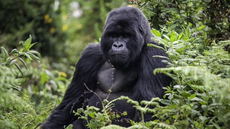Gorilla in Volcanoes National Park sitting