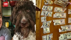 VIDEO: Seekor Anjing di AS Kunyah Uang Majikan Senilai Rp64 Juta