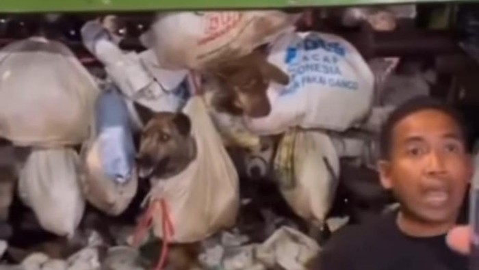 226 ekor anjing diamankan polisi di Semarang