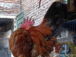 Potensi Budi Daya Ayam Serama Menggiurkan, Security Ini Panen Cuan