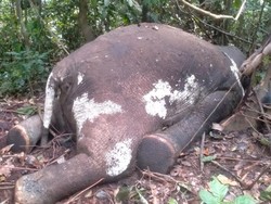 Gajah Betina Mati dengan Lubang Peluru di Hutan Produksi Bengkulu