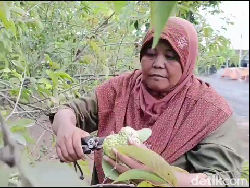 Ibu Rumah Tangga di Lumajang Cuan Belasan Juta dari Budi Daya Srikaya Jumbo