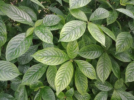 Mengenal Daun Pecah Beling yang Ternyata Bermanfaat untuk Batu Ginjal-Kanker