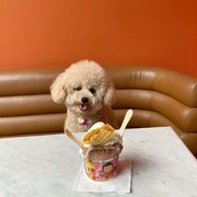 5 Rekomendasi Cafe Pet Friendly di Jakarta, Cocok untuk Bersantai Akhir Pekan Bersama Hewan Kesayangan!