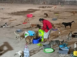 3 Fakta Penyelamatan Ratusan Anjing di Semarang, Bakal Dipindah ke Tempat Layak