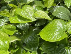 Manfaat Daun Sirih Bagi Kesehatan