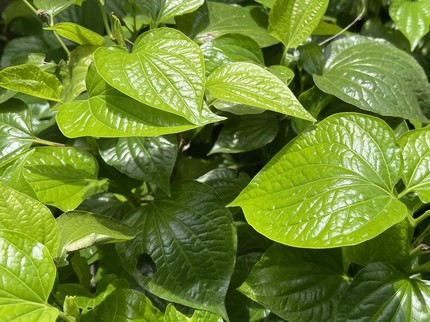 13 Jenis Tanaman Obat yang Sebaiknya Ditanam di Rumah, Punya Sejuta Manfaat
