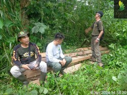 KPHL Bukit Daun Temukan Ribuan Ton Batu Bara-Kayu Ilegal di HPT Rindu Hati