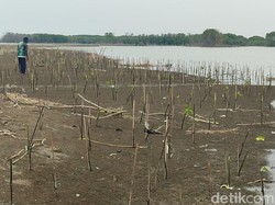Cerita Penemuan Pulau Arnavat di Demak, Bermula dari Penanaman Mangrove