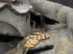 Bikin Takut! Biawak Masuk ke Kerangka Motor, Damkar Depok Evakuasi