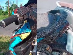 Serbuan Lalat di Kintamani hingga Ketua Pecalang Bunuh Diri Bareng Istri
