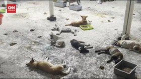 VIDEO: Kasus Pengiriman 226 Anjing Ke Solo, Mayoritas Anjing Curian