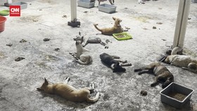 VIDEO: Anjing yang Hendak Dijual ke Solo Mayoritas Hasil Curian