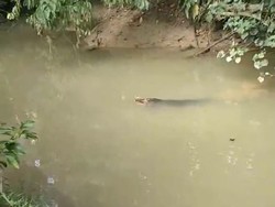 Bocah di Muna Barat Hilang Usai Diterkam Buaya Saat Mancing di Sungai