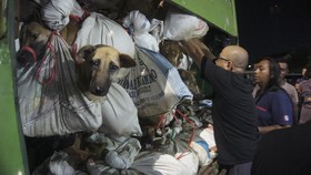 Bangkai Anjing Jagal di Semarang Positif Rabies
