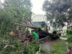 Bruk! Pohon Asem Tumbang Timpa Pemotor dan Truk di Playen