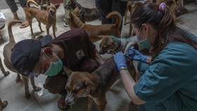 Pemkot Solo Gelar Rapat Bahas Aturan Tentang Peredaran Daging Anjing