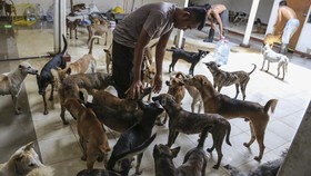 DMFI Desak RUU Larangan Perdagangan Daging Anjing Masuk Prolegnas