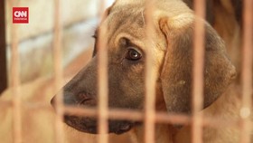 VIDEO: Korsel Resmi Larang Makan Daging Anjing, Ancaman 3 Tahun Bui
