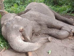 4 Fakta Gajah Rahman yang Malang, Mati Diracun hingga Gadingnya Hilang