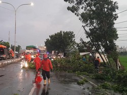 7 Pohon Tumbang Tutup Jalur Arteri Jombang, Kemacetan Mengular Hingga 2 Km
