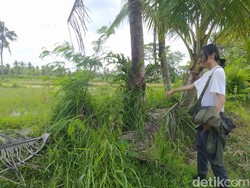 Penampakan Sawah 2 Meter di Magelang  yang Kena Proyek Tol Jogja-Bawen