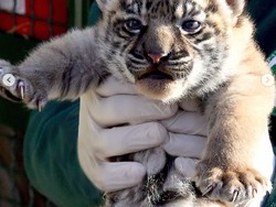 Kenalan dengan Terima Kashi, Anak Harimau Sumatra yang Lahir di Italia