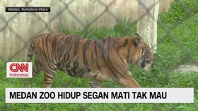 VIDEO: Medan Zoo Hidup Segan Mati Tak Mau