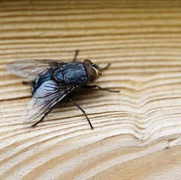 Praktis, Ini 7 Cara Efektif Mengusir Lalat dengan Bahan Alami