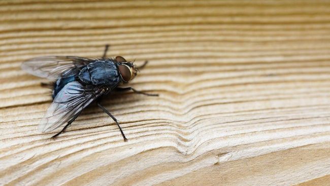 Praktis, Ini 7 Cara Efektif Mengusir Lalat dengan Bahan Alami