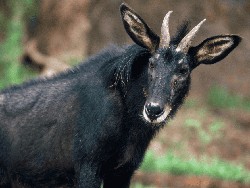 Mengenal Kambing Sumatera Nyaris Punah, Sempat Tertangkap Kamera di Lampung