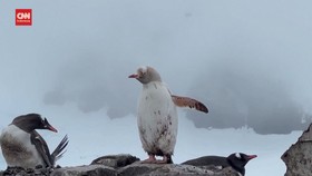 VIDEO: Penampakan Penguin Putih Leucisme di Hamparan Salju Antartika