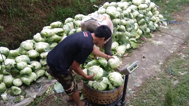 Ketua RPPP Yudi Samhana mengatakan, aksi pembelian sayur itu bertujuan meringankan beban para petani, di mana saat ini harga sayur sedang turun.
