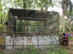 PUD Pembangunan Cari Orang Tua Asuh untuk Beri Makan Satwa Medan Zoo