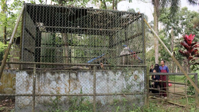 Dirjen KSDAE KLHK membeberkan langkah pihaknya untuk membantu memperbaiki pengelolaan satwa di Medan Zoo yang kini memprihatinkan.