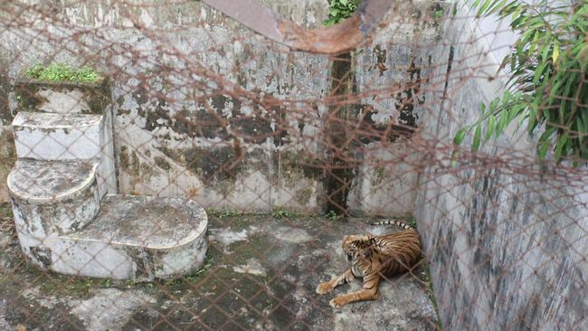 WaliKota Medan Bobby Nasution mengaku bukan membela diri karena menilai kematian 3 harimau di Medan Zoo salah satunya disebabkan faktor umur.