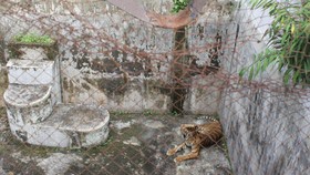 Bobby Sebut Salah Satu Penyebab Harimau Mati di Medan Zoo Faktor Umur