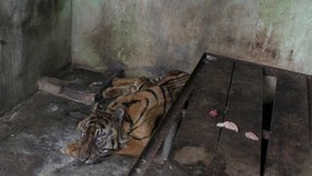 Walhi Sumut Serukan Penutupan Medan Zoo Usai Kematian 4 Harimau