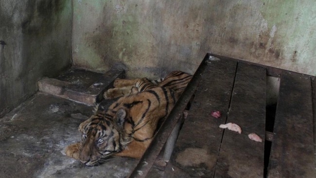 Sedikitnya empat harimau mati dalam tiga bulan terakhir di Medan Zoo. Wali Kota Bobby Nasution mendapat kritik keras dari aktivis lingkungan.