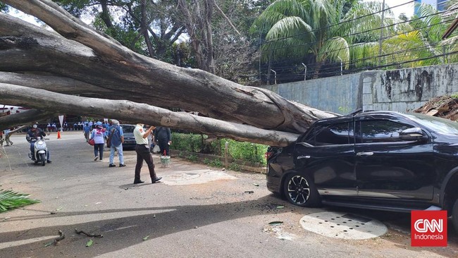 Sebatang pohon besar ambruk menimpa satu unit mobil di Jalan Sriwijaya, Jakarta Selatan hanya berjarak sekitar 20 meter dari kediaman Prabowo Subianto.