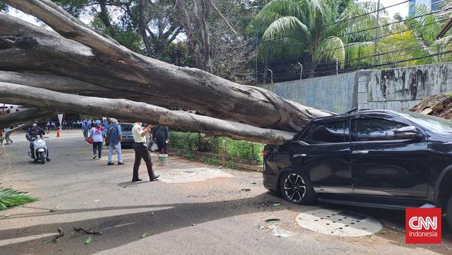 Pohon Besar Ambruk di Depan Rumah Prabowo Subianto