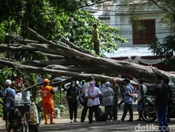 Fortuner Ringsek Tertimpa Pohon Besar di Jalan Sriwijaya Jaksel