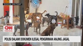 VIDEO: Polisi Dalami Dokumen Ilegal Pengiriman Anjing Jagal
