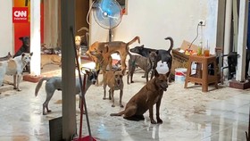 VIDEO: Ratusan Anjing Gagal Jagal di Semarang Terindikasi Rabies