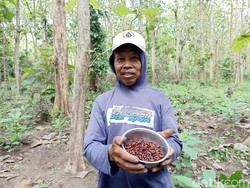 Antusiasme Warga Blitar Berburu Entung Ulat Jati Laku Rp 100 Ribu/Kg